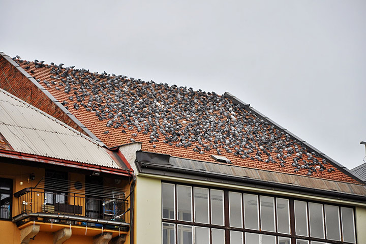 A2B Pest Control are able to install spikes to deter birds from roofs in Anglesey. 