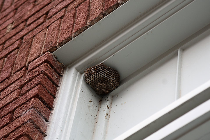 We provide a wasp nest removal service for domestic and commercial properties in Anglesey.